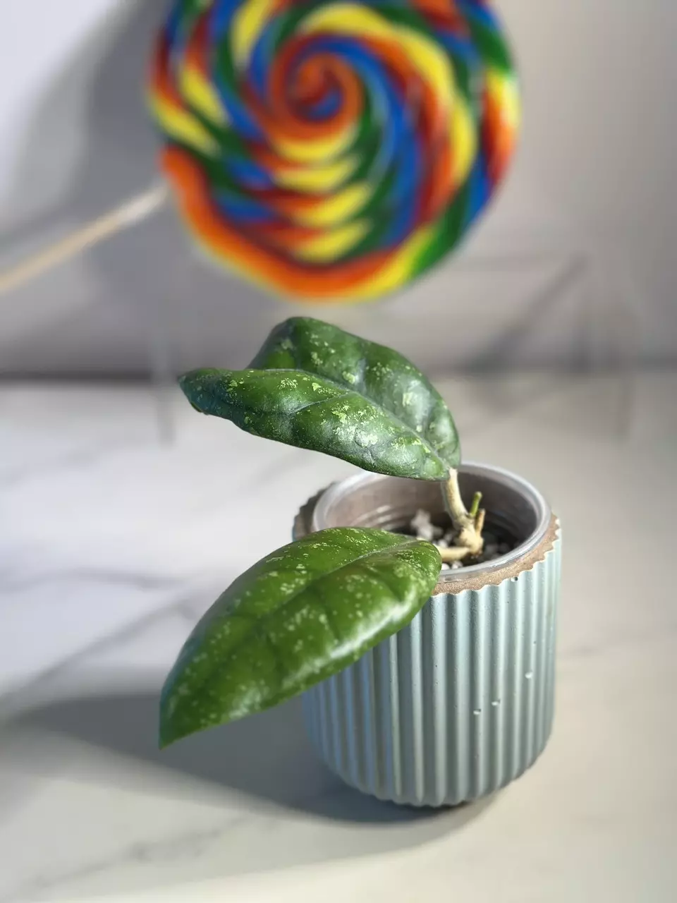 plant/Hoya sp. Kalsel-1