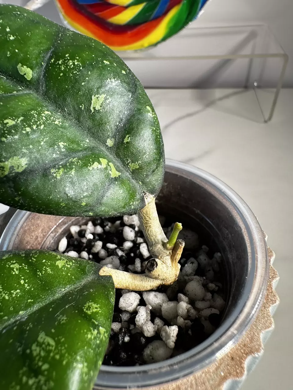 plant/Hoya sp. Kalsel-3