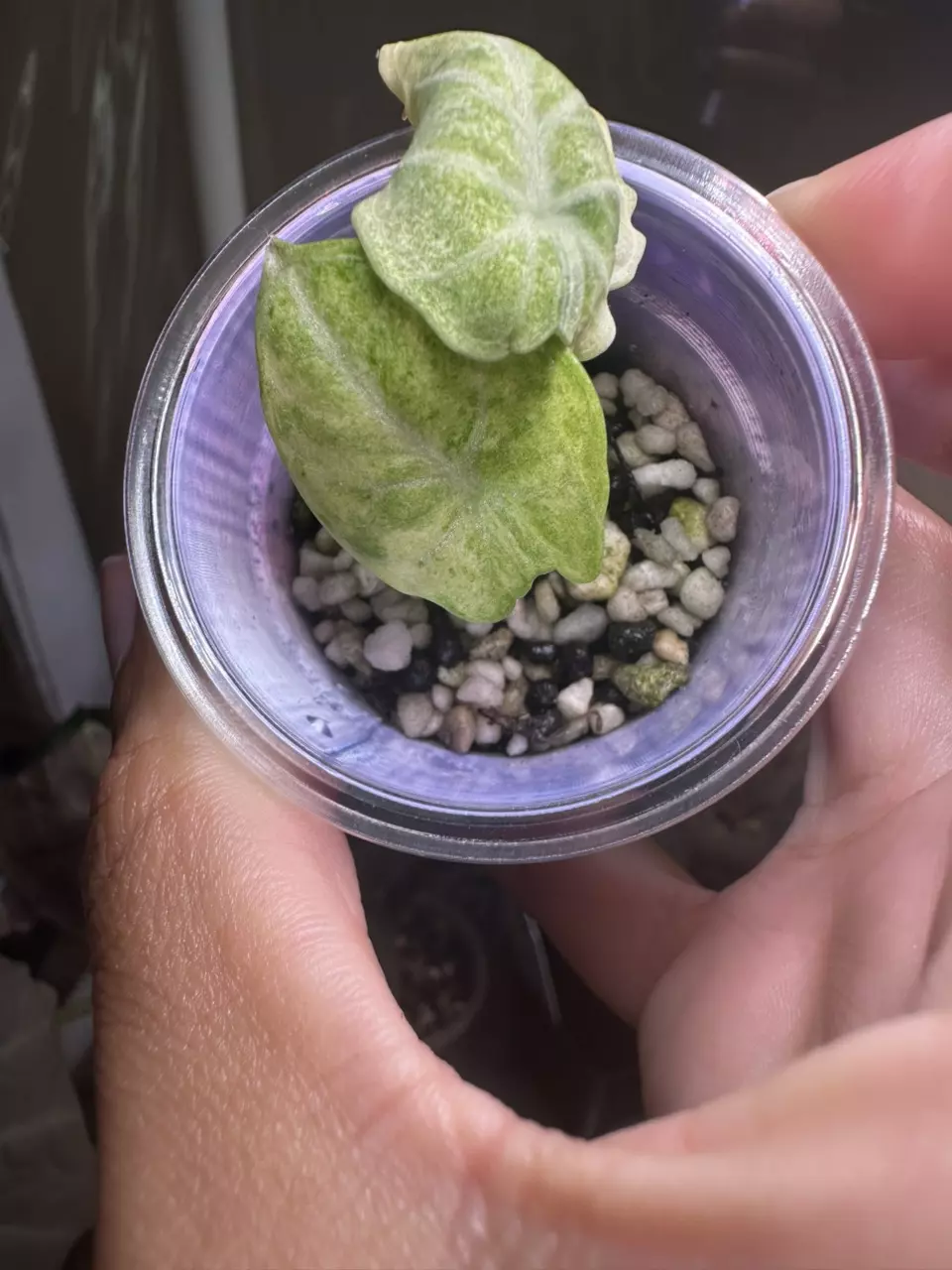 plant/Alocasia Ninja Splash Pup-1