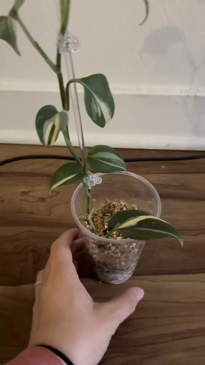 plant/Scindapsus Blue Albo-0