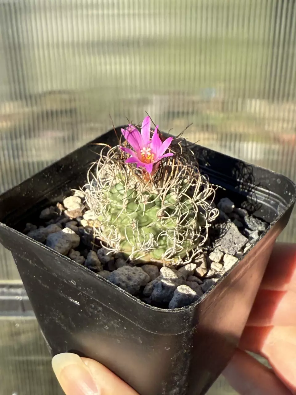 plant/Turbinicarpus Graminispinus Hybrid-0