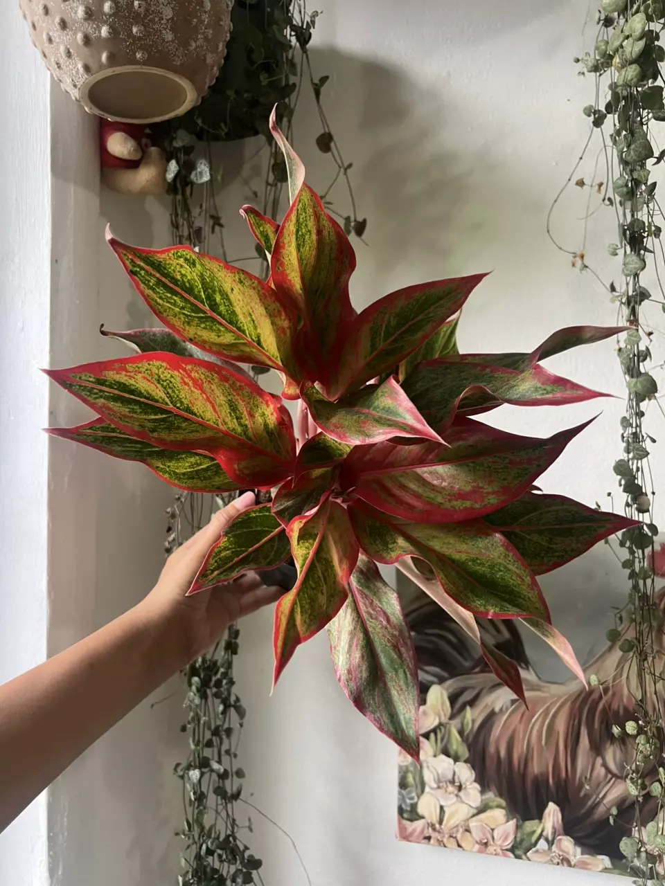 plant/4” Chinese Evergreen Siam-2