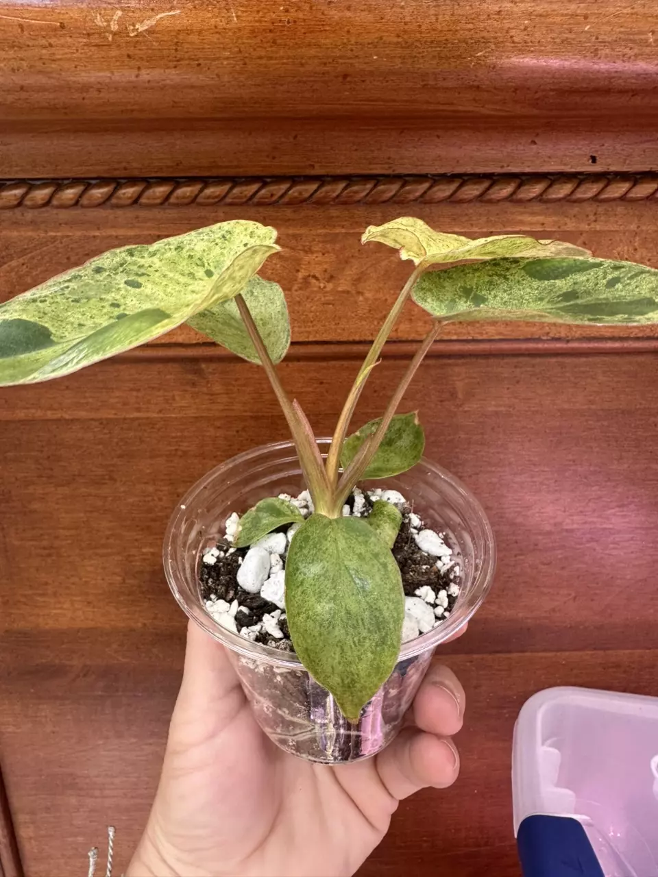 plant/Philodendron Paraiso Verde #0004-2