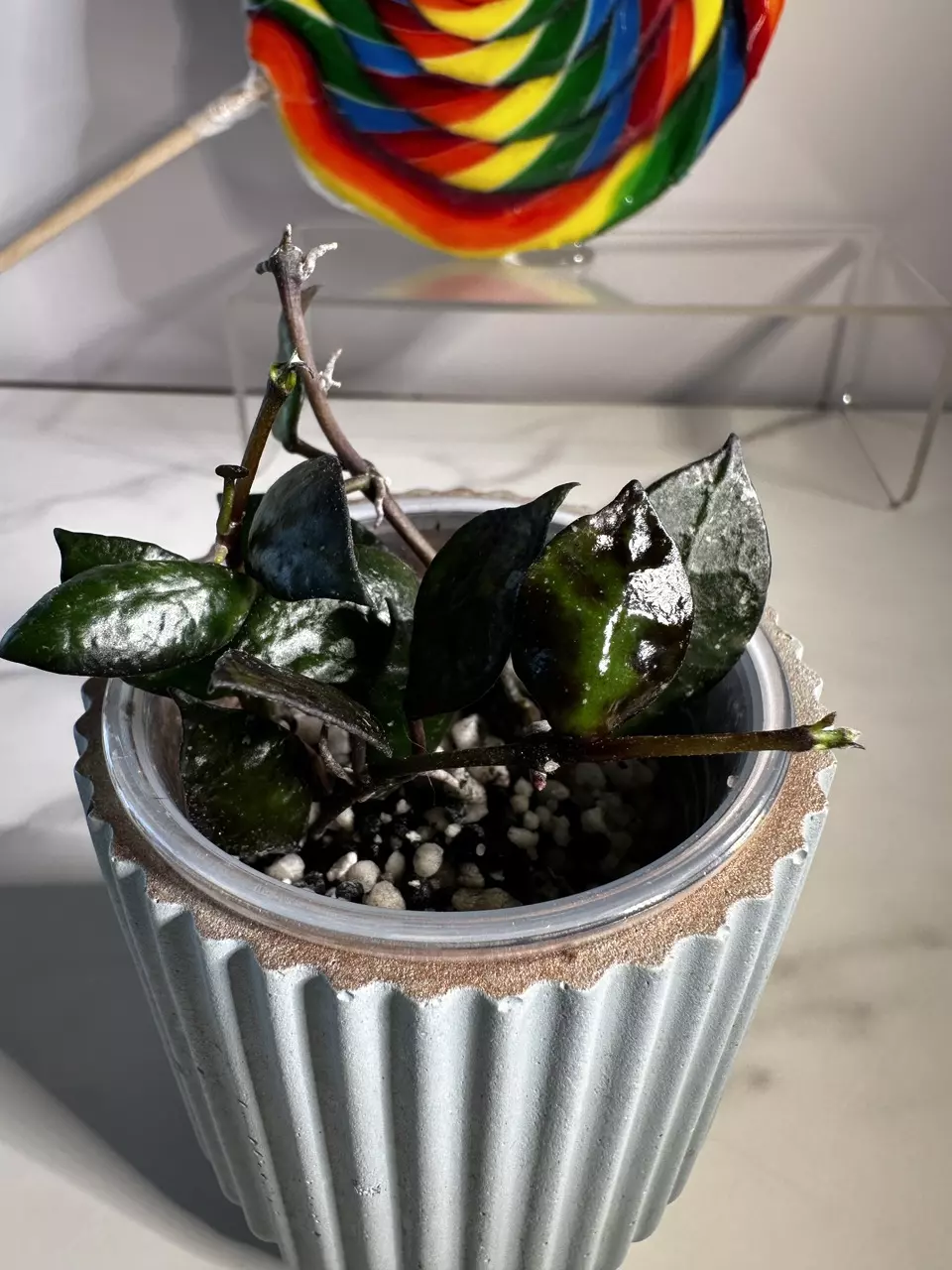 plant/Lacunosa Black Silver-1