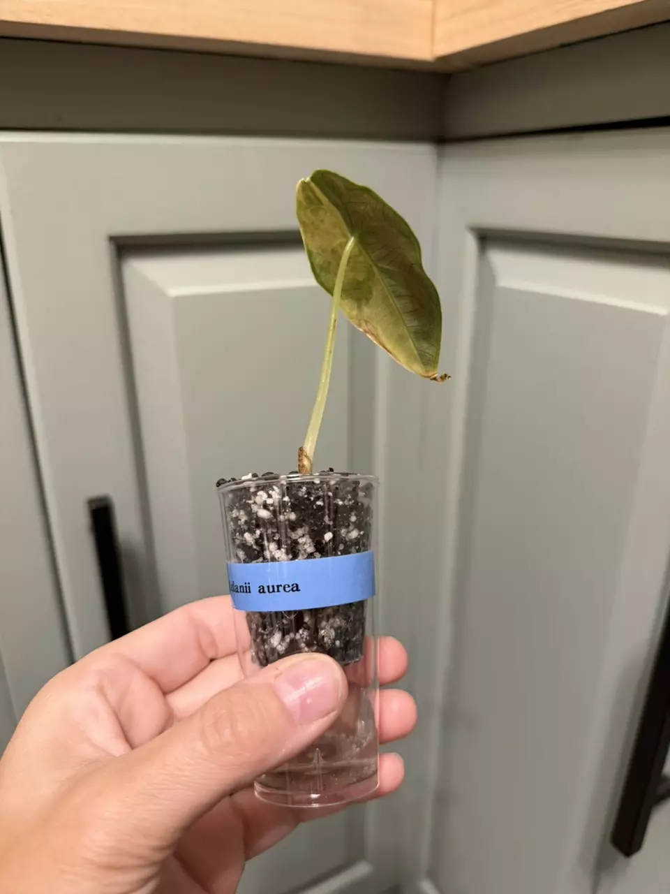 plant/Azlanii aurea Alocasia-3