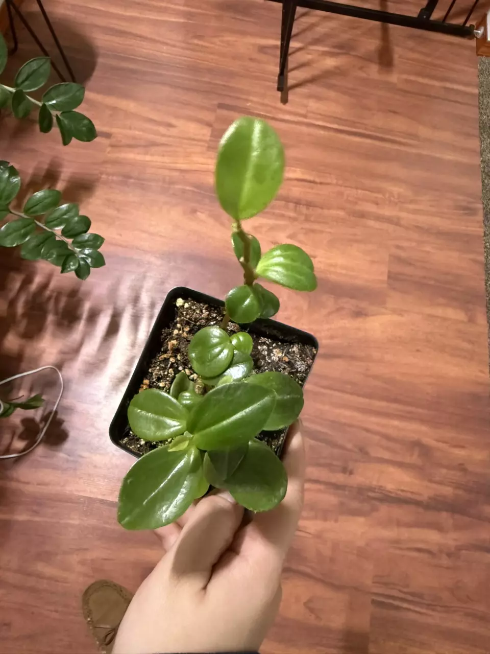 plant/Peperomia scandens-0