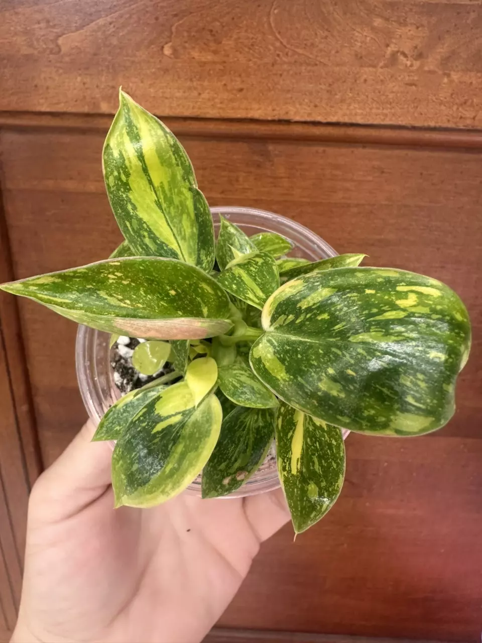 plant/Green congo Nuclear philodendron #0008-0