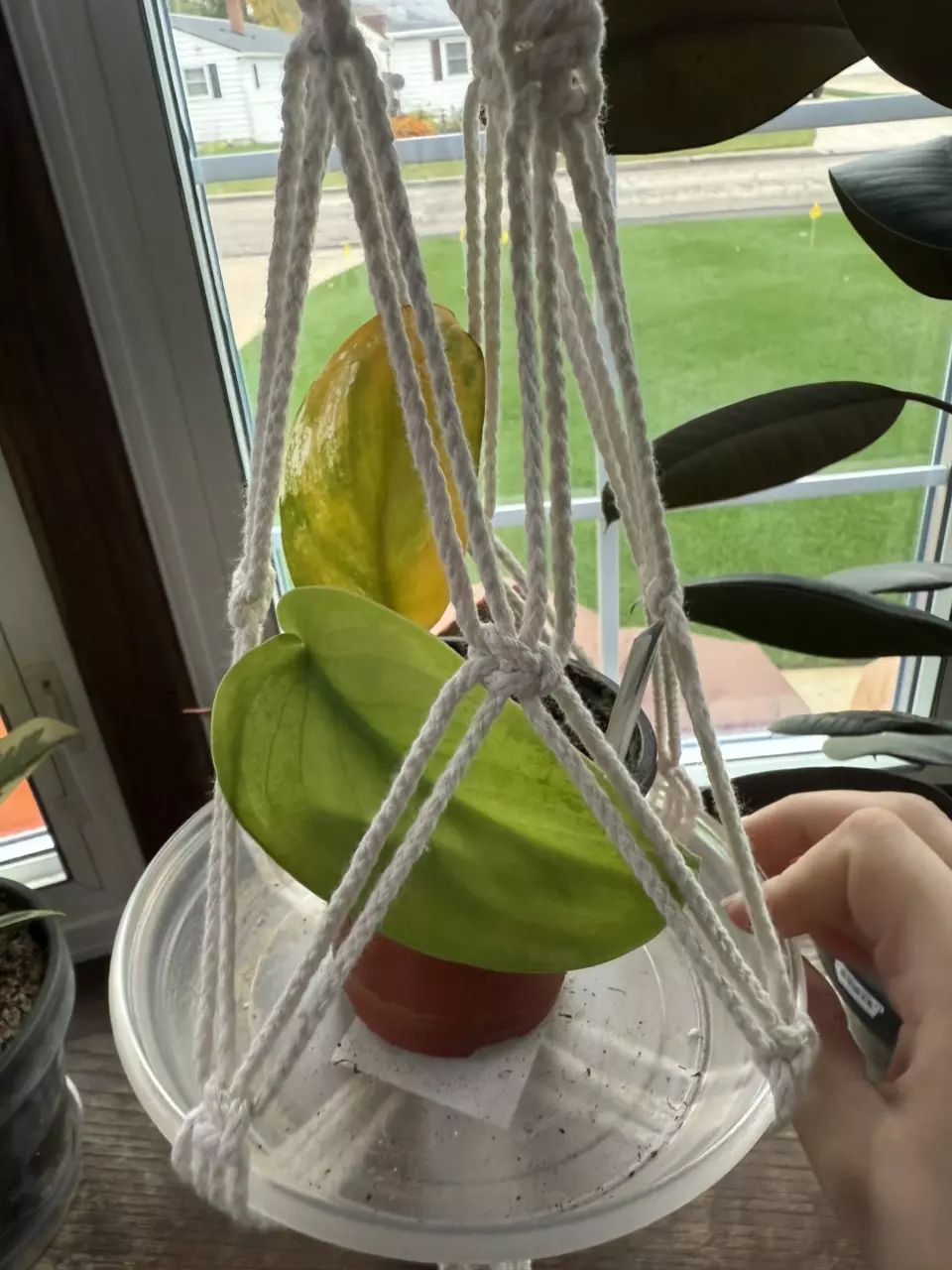 plant/3” Variegated scindapsus jade satin-0