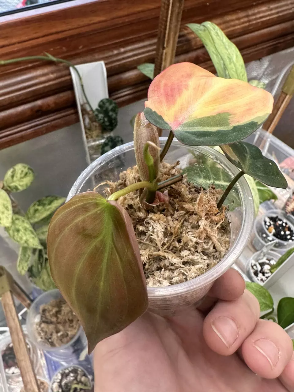 plant/Micans variegated ✨#0007-7