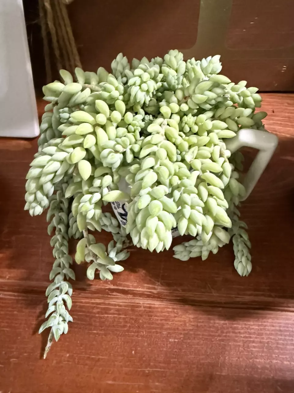 plant/4” donkey tail-0
