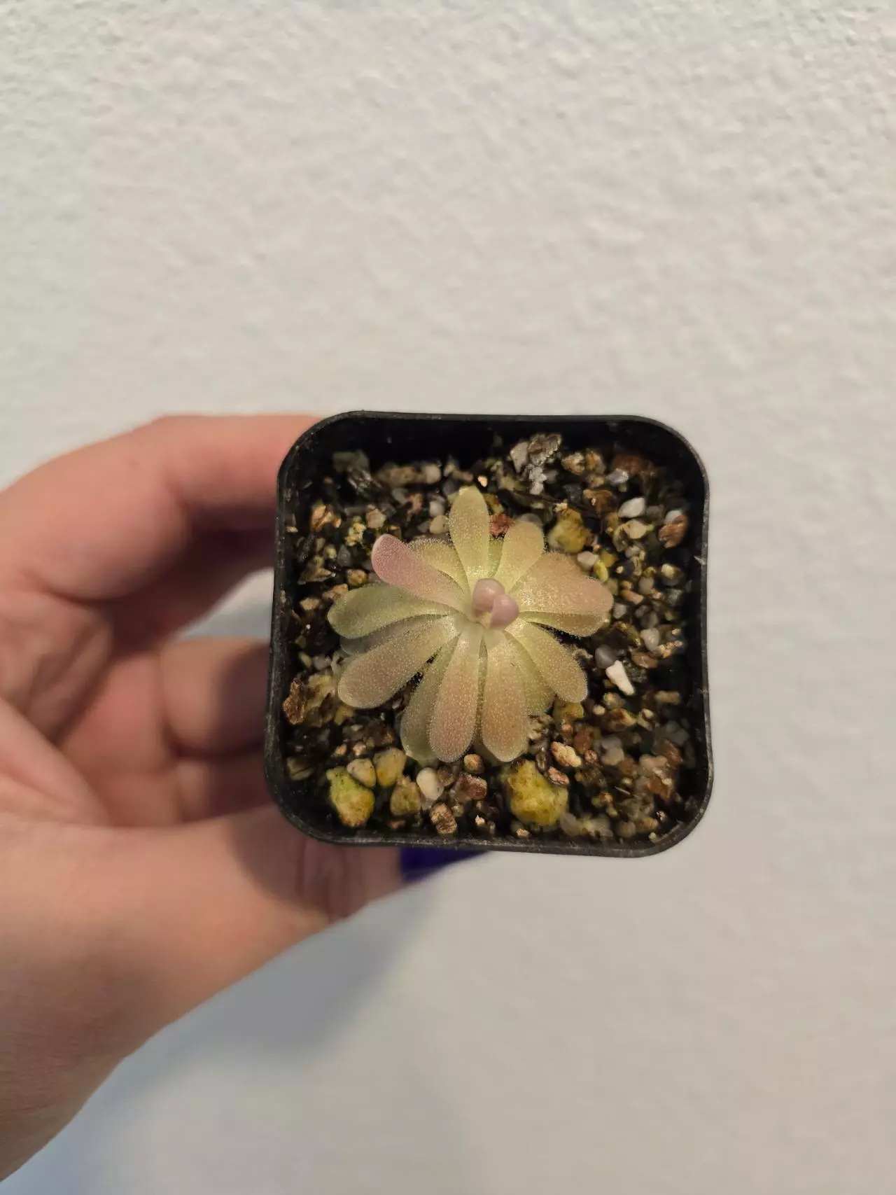 plant/Pinguicula Gypsicola x Sethos-0