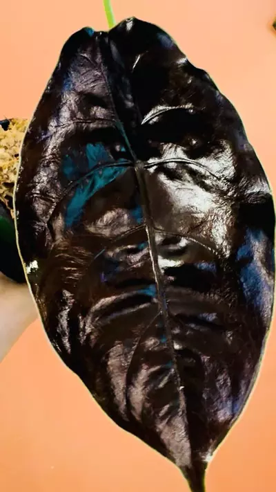 plant/Azlanii-1-thumbnail