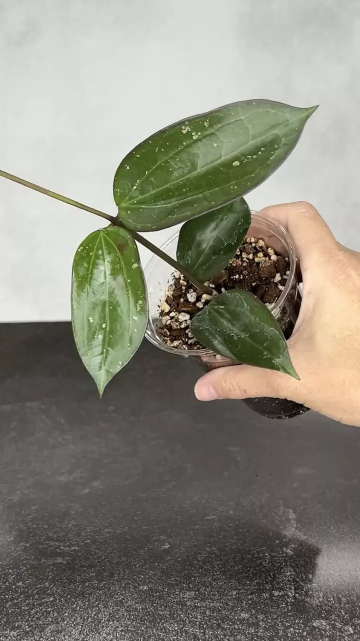 plant/Hoya AH ‘Black Magic’-0