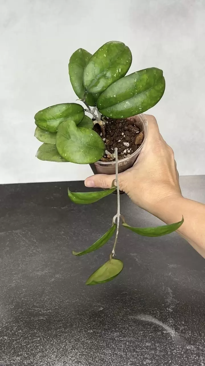 plant/Hoya ‘Noelle’-0