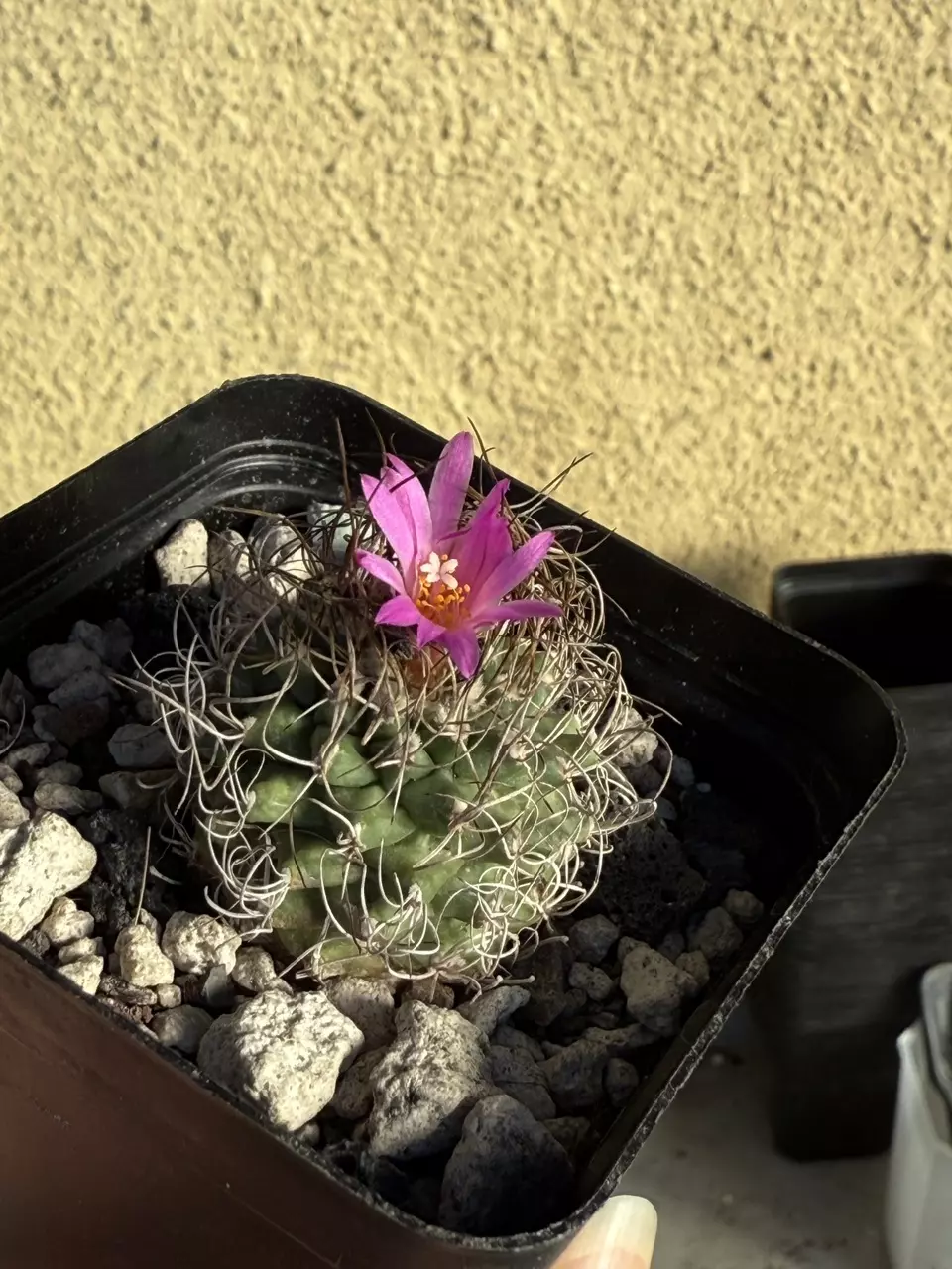 plant/Turbinicarpus Graminispinus Hybrid-3