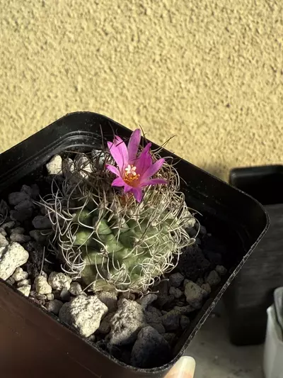 plant/Turbinicarpus hybrid sp.-3-thumbnail