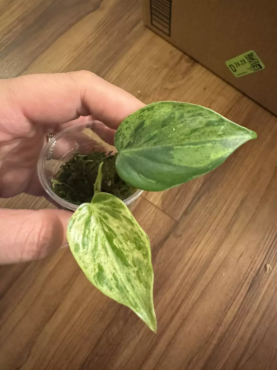 plant/Philodendron Heartleaf Variegated-0