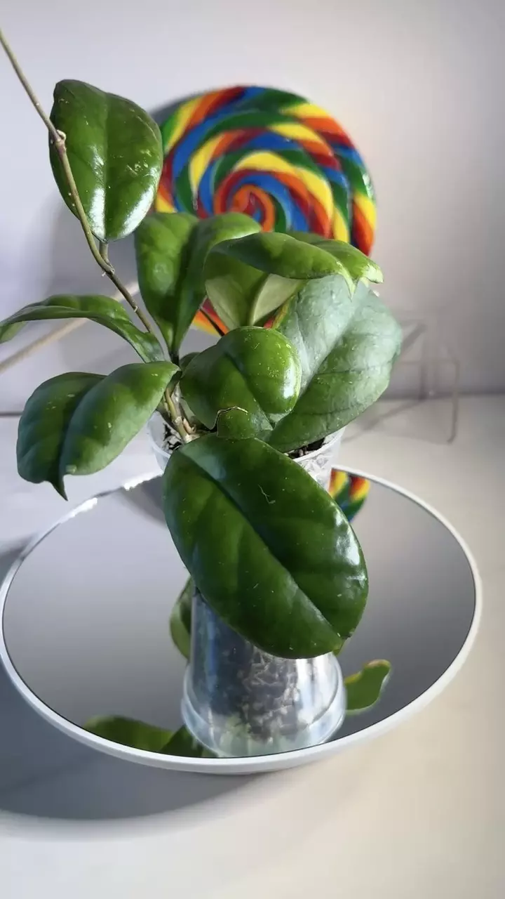 plant/Hoya Viola-0