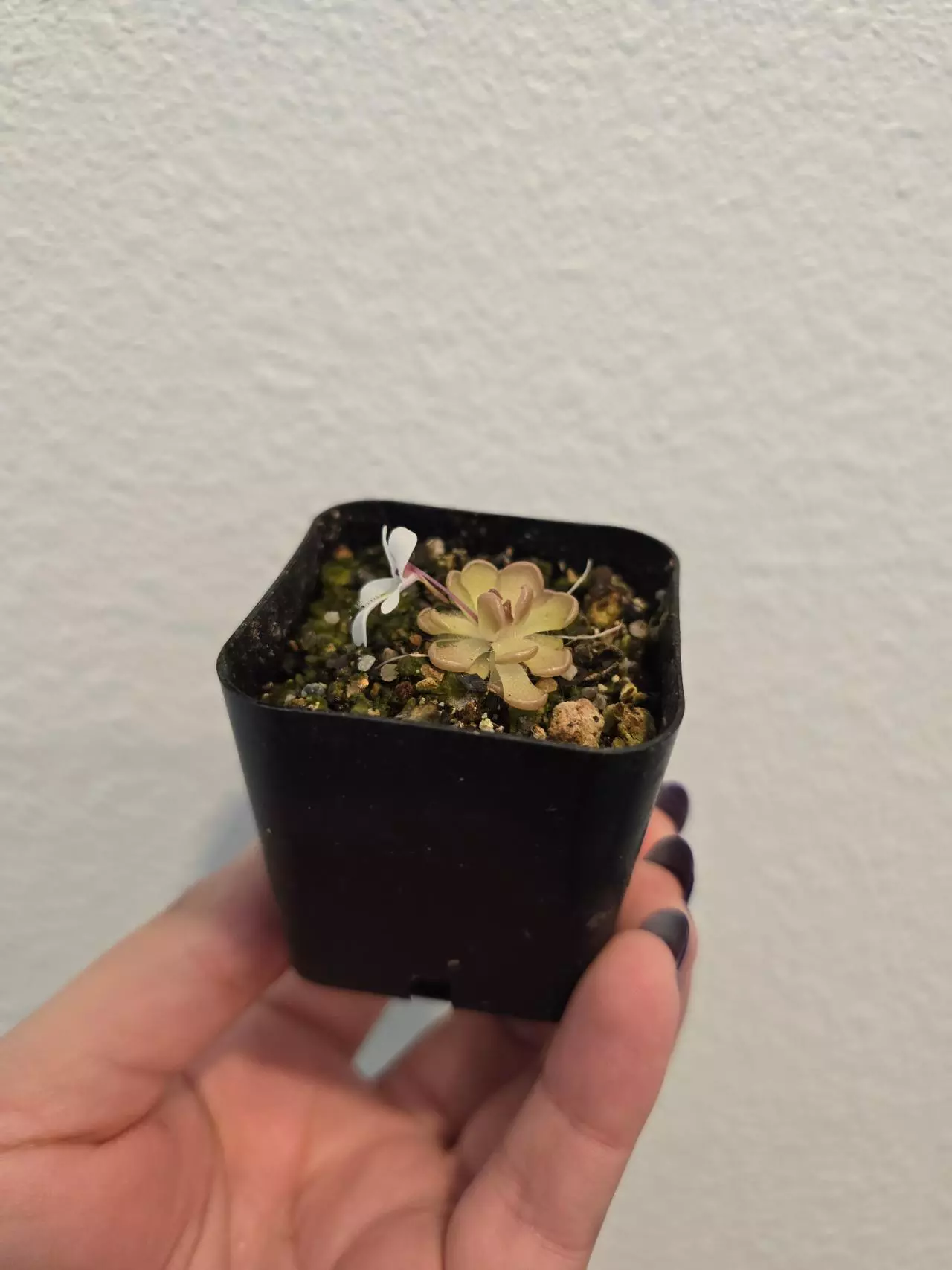 plant/Pinguicula Gracilis-1