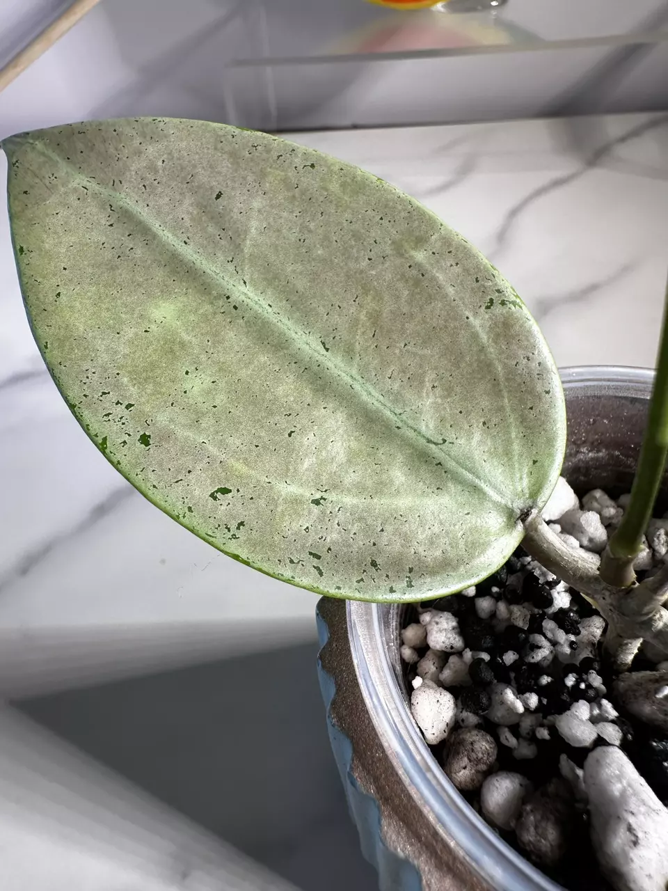 plant/Hoya verticillata (heartleaf) silver-1