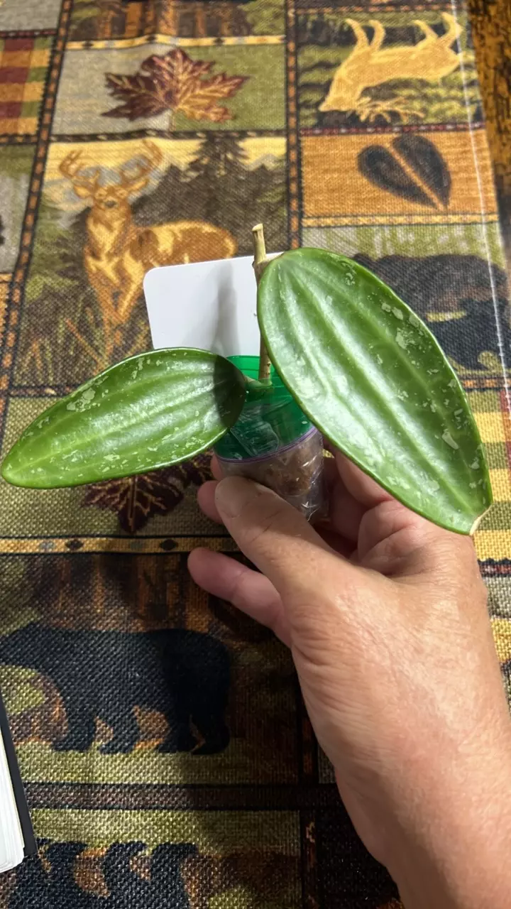 plant/#245 Rangson Splash-0