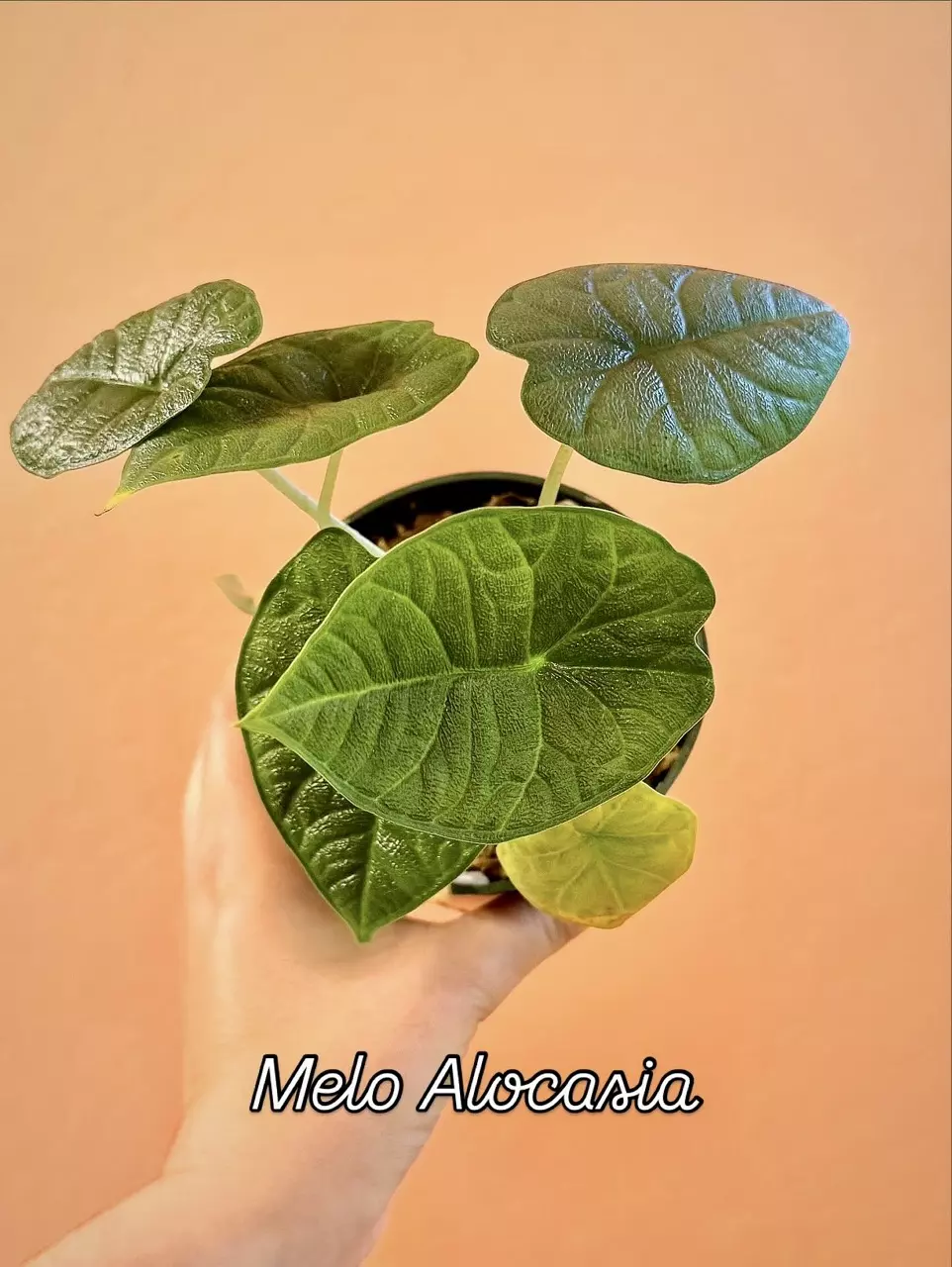 plant/Alocasia Melo “Rugosa”-1