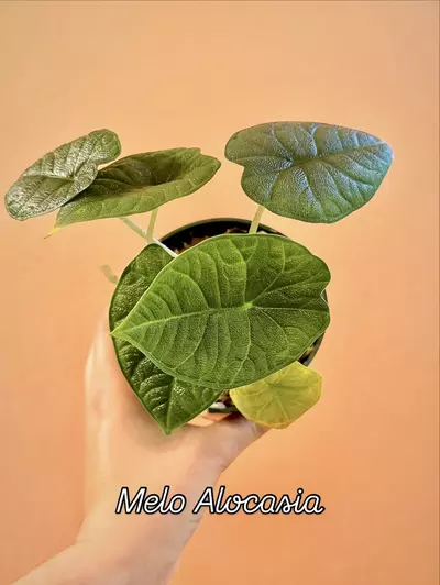 plant/Alocasia Melo “Rugosa”-1-thumbnail