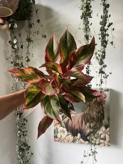 plant/4” Chinese Evergreen Siam-1-thumbnail