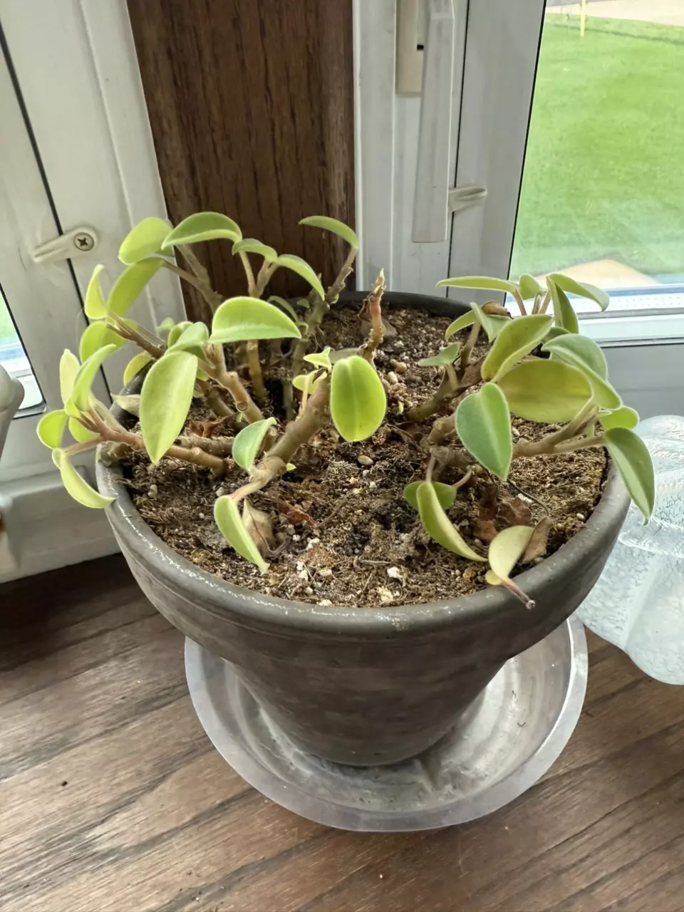 plant/6” peperomia pixie lime-0