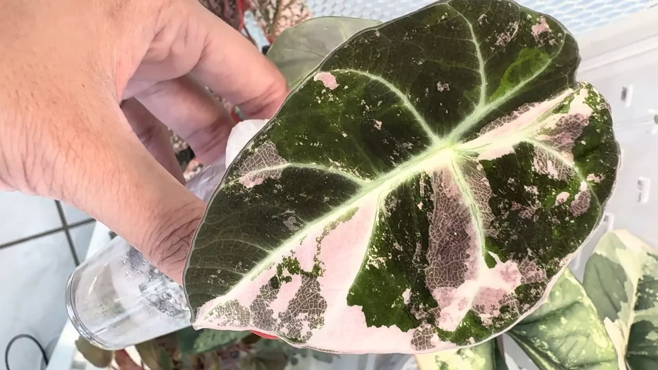 plant/Alocasia Pink Black Velvet-0