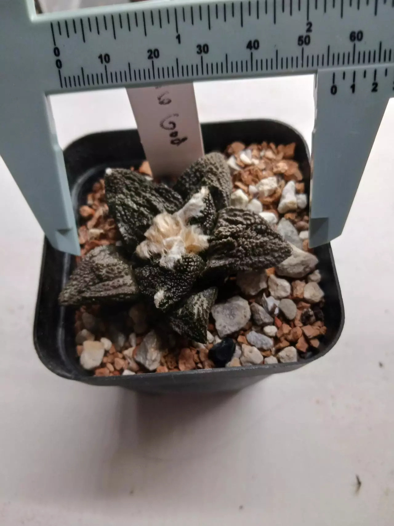 plant/Ariocarpus cv Godzilla-1