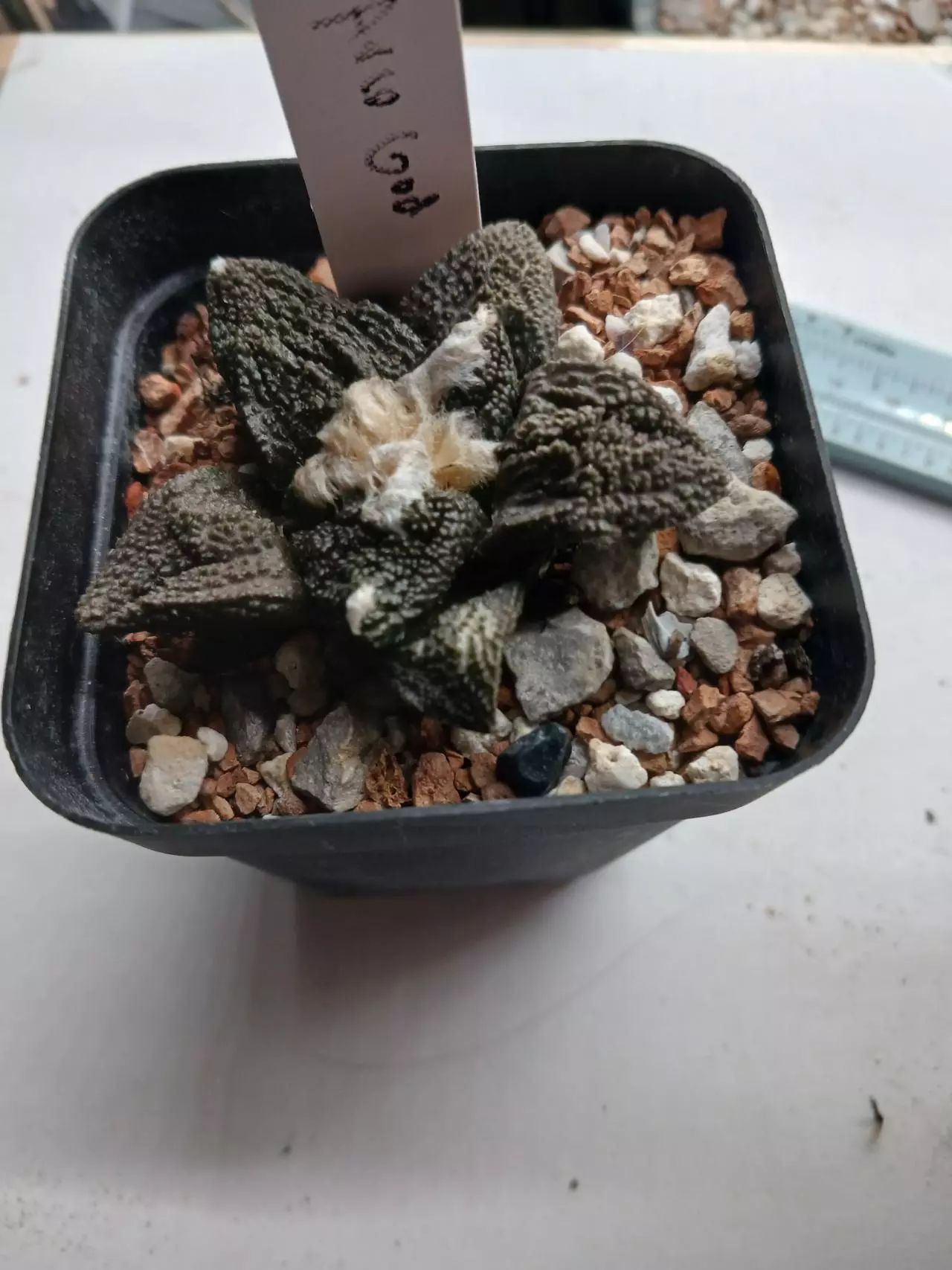 plant/Ariocarpus cv Godzilla-0