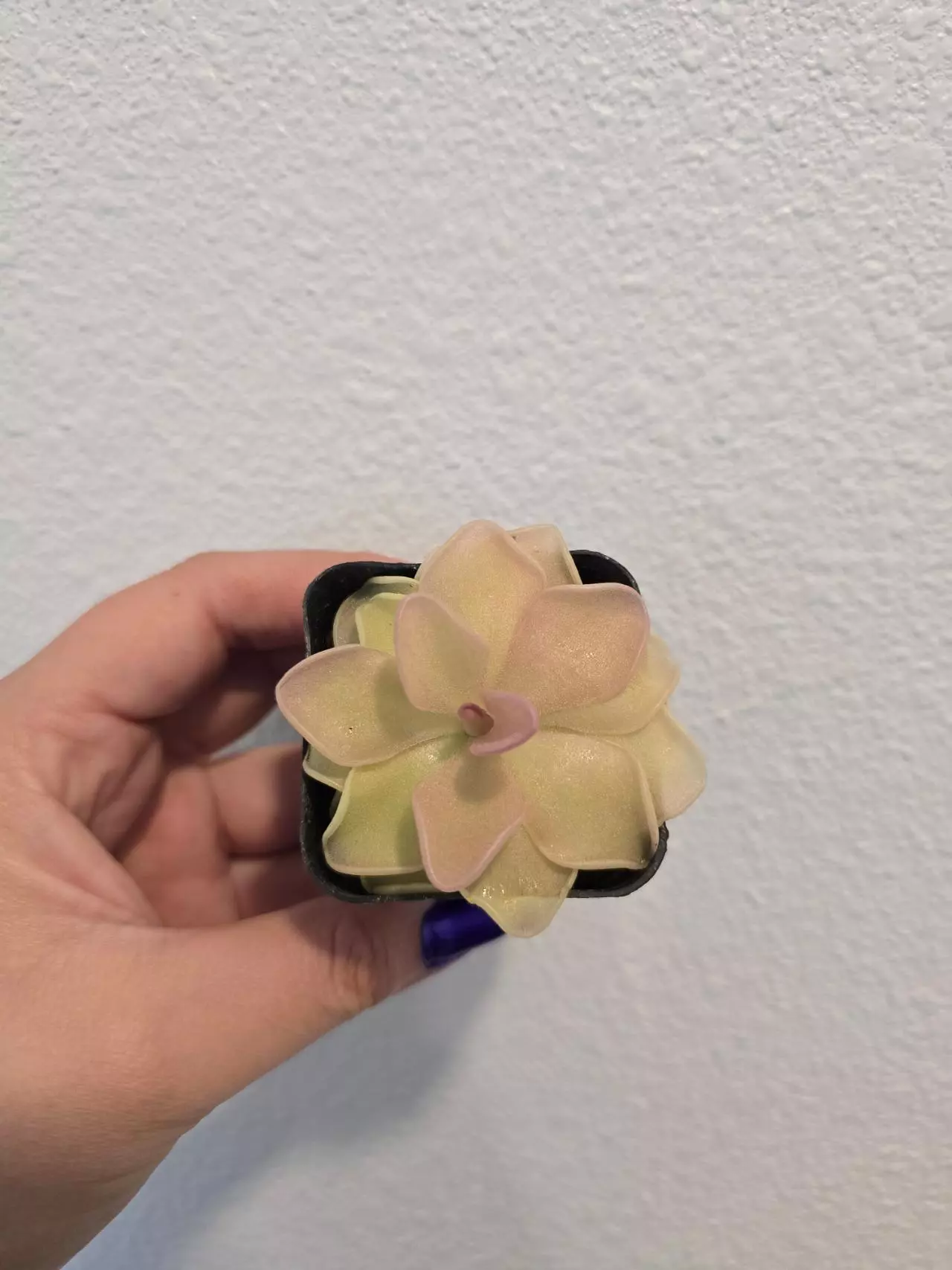 plant/Pinguicula Pirouette-0