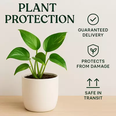 free_shipping/Plant Protection-0-thumbnail