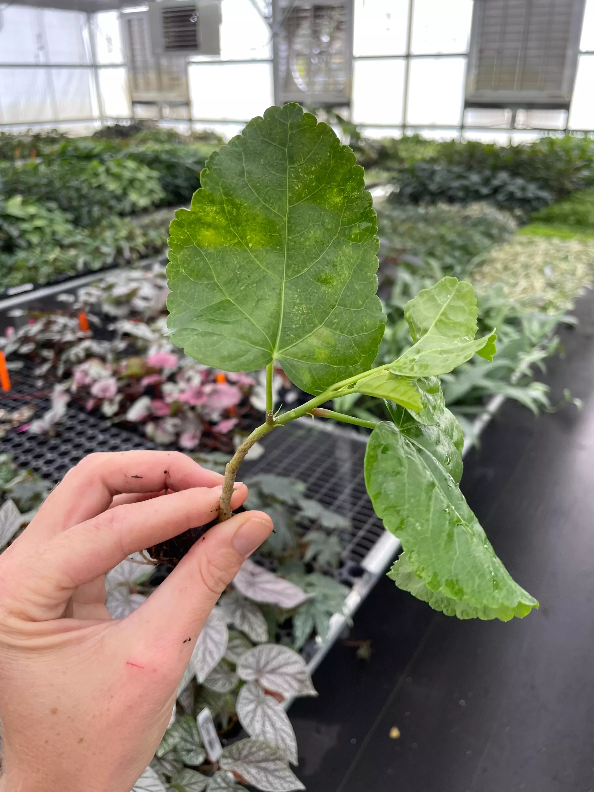 plant/Tahitian Spotted Sun Hibiscus starter plant growers choice-1