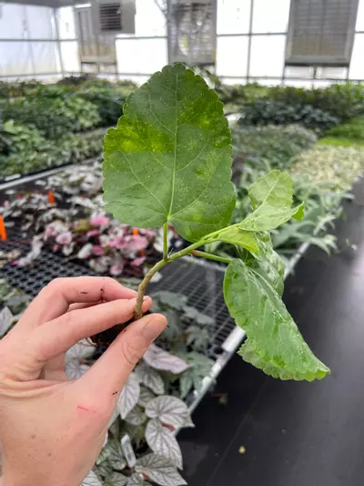 plant/Tahitian Spotted Sun Hibiscus starter plant growers choice-1-thumbnail