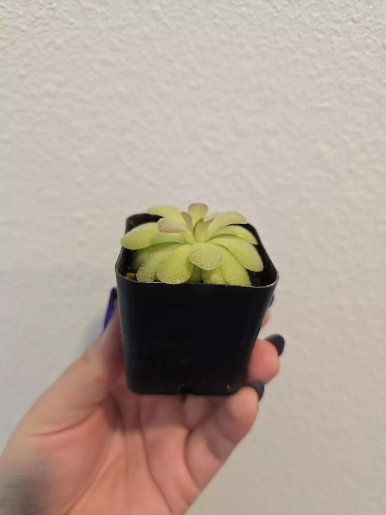 plant/Pinguicula Agnata True Blue x Hemiepiphytica-1