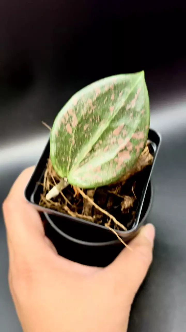 plant/Hoya ‘Pink Crush’ Wibergiae DMW001-1