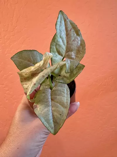 plant/Milk Confetti Syngonium-1-thumbnail