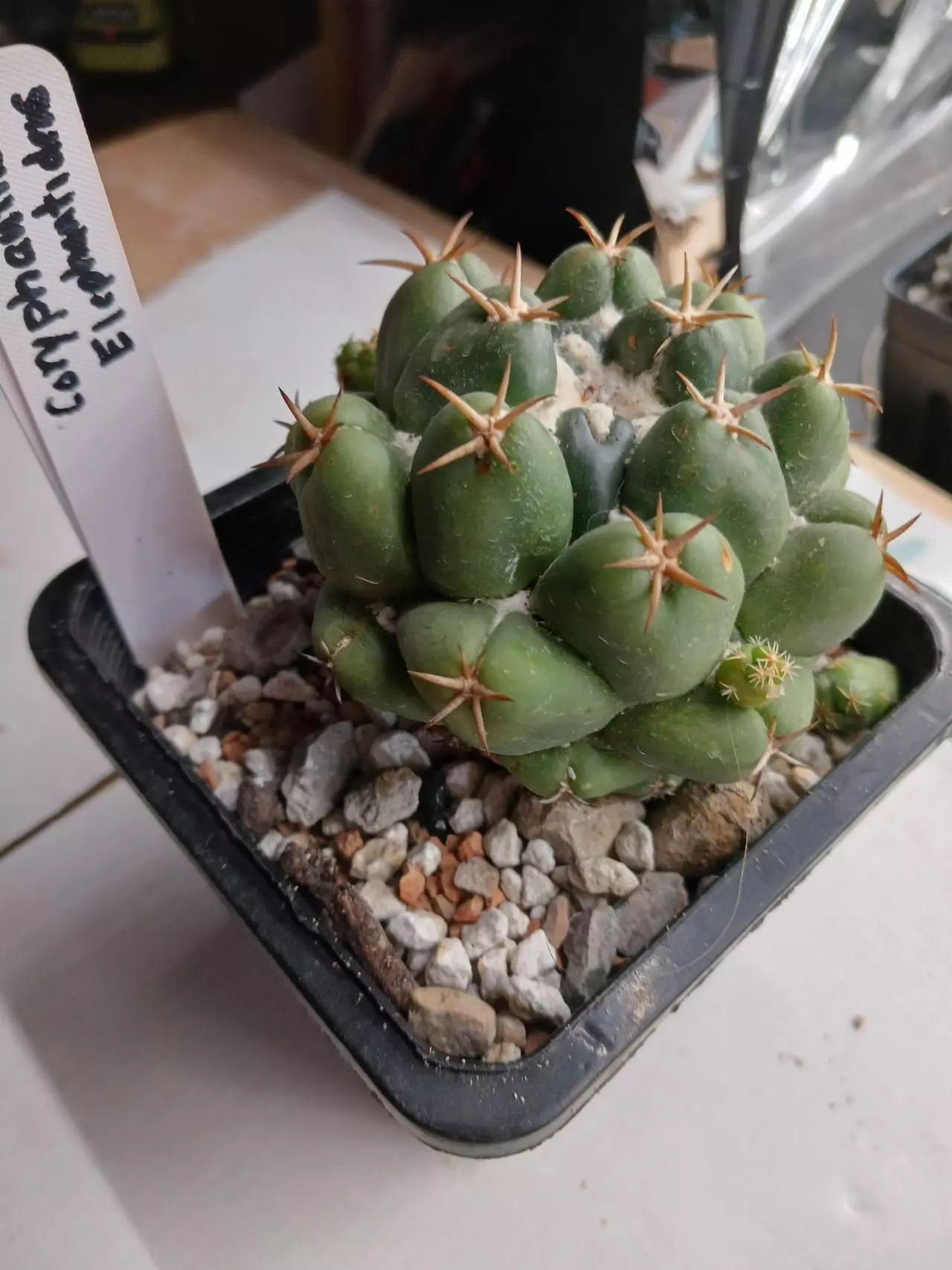 plant/Coryphantha Elephantidens-0