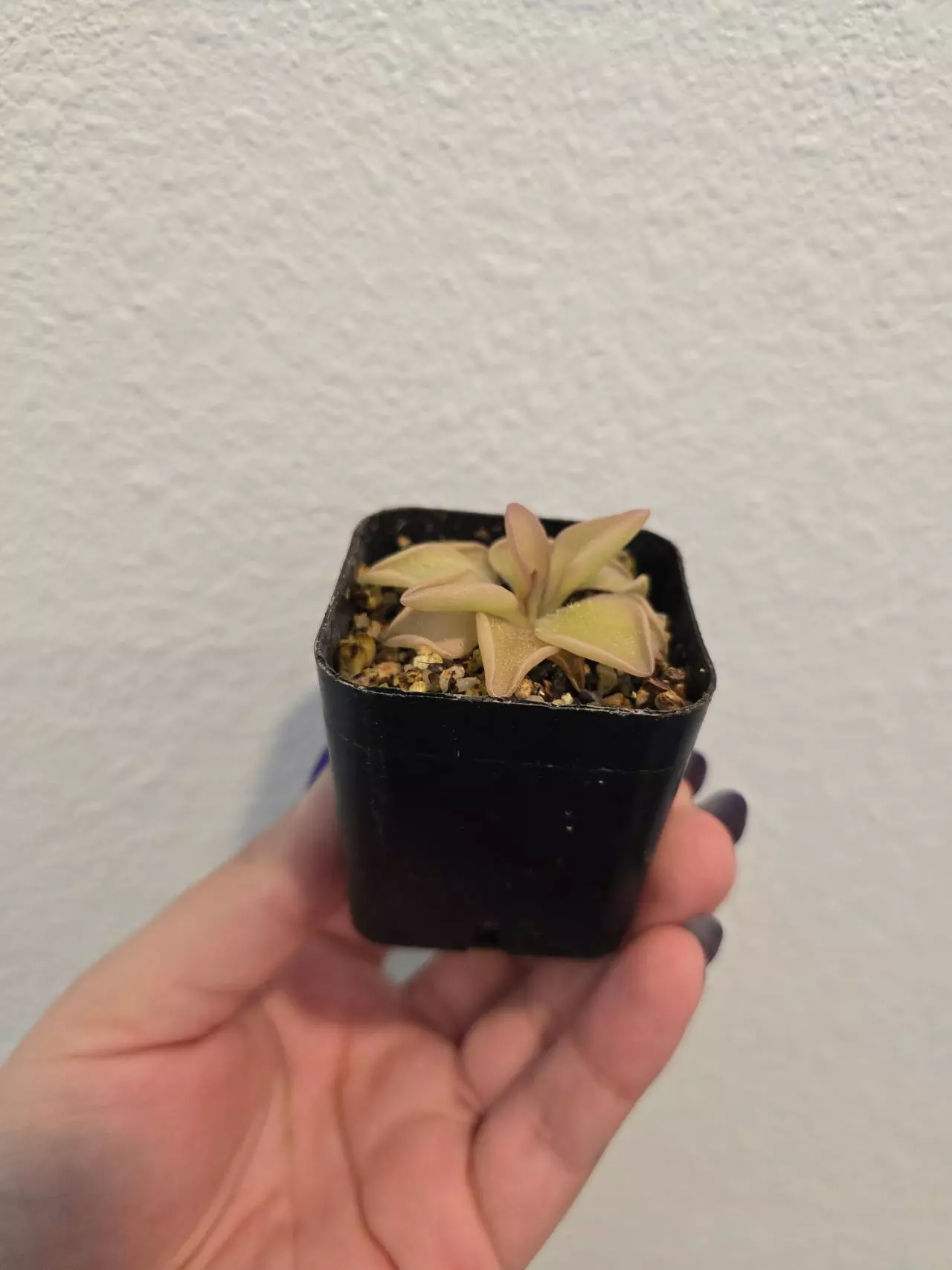 plant/Pinguicula Titan-1