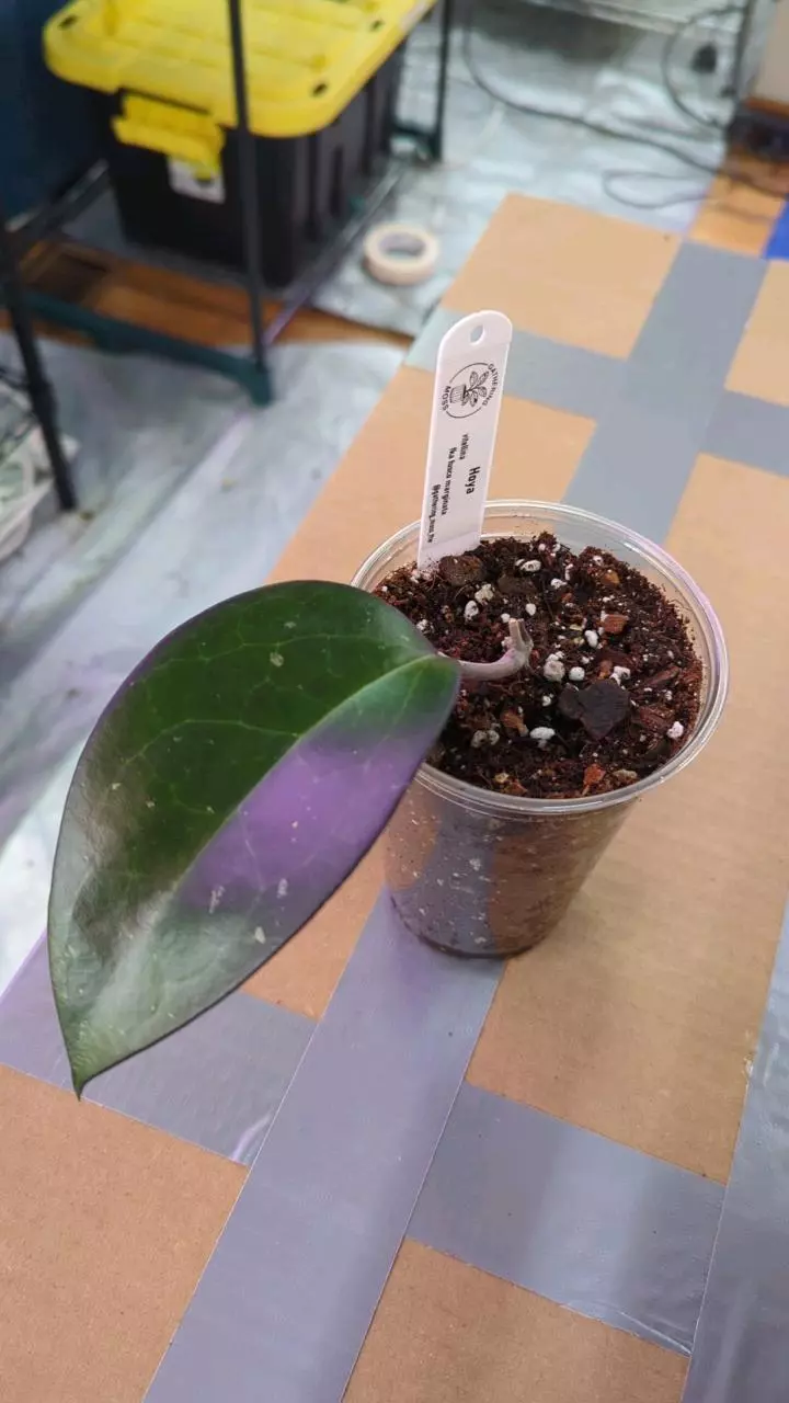 plant/Hoya vitellina fka fusco marginata-1