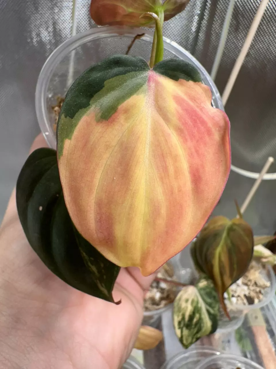 plant/Micans variegated ✨#0007-0