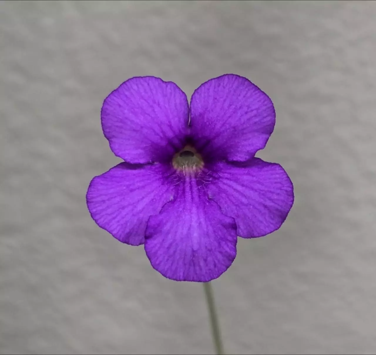 plant/Pinguicula Gigantea x Cyclosecta-2