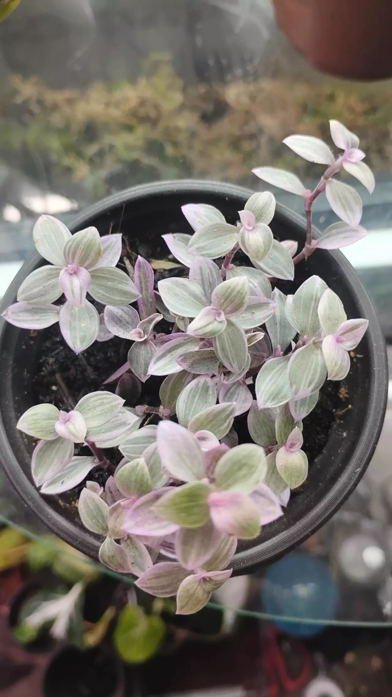 plant/Callisia repens Pink Panther-1