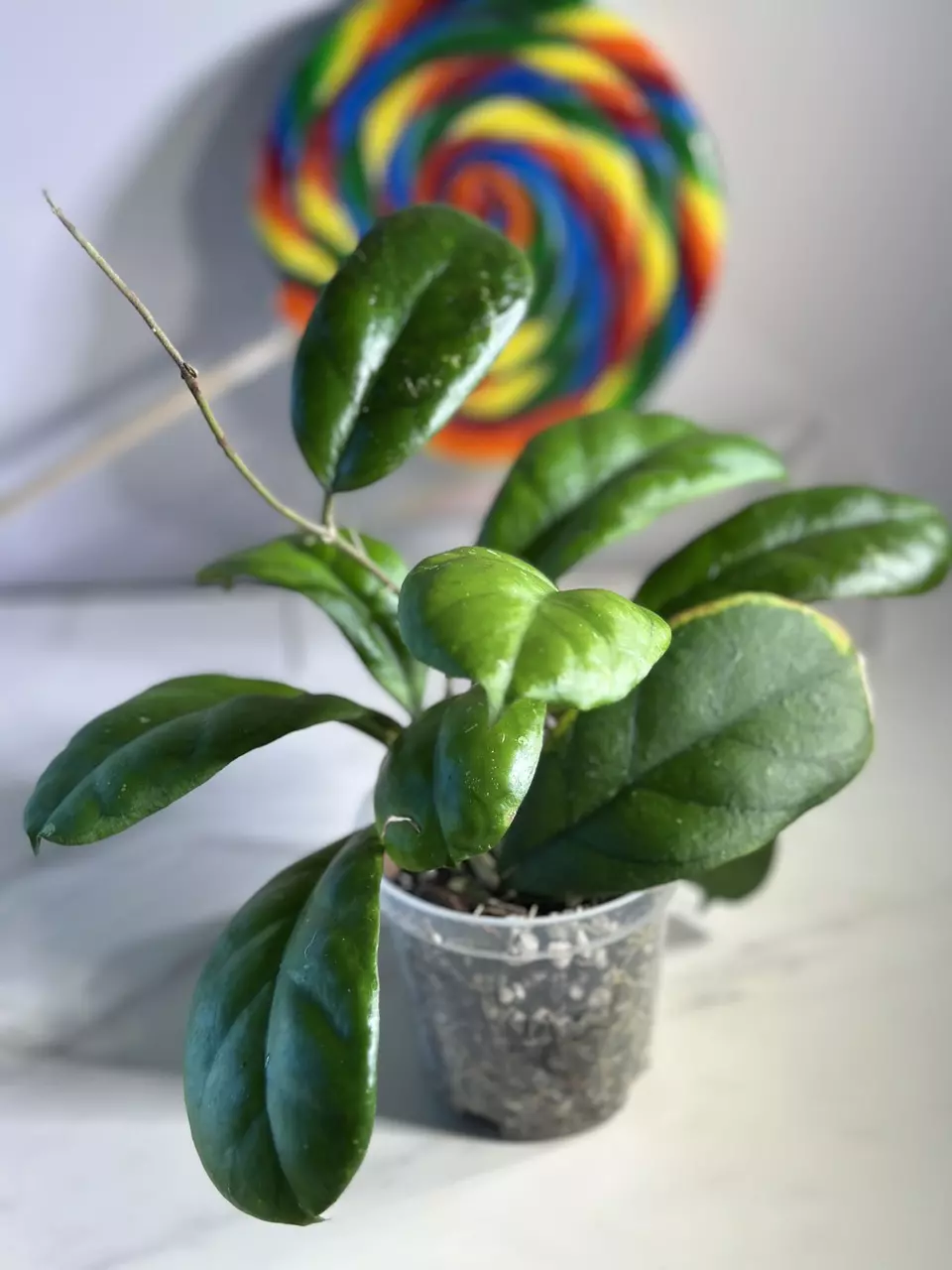 plant/Hoya Viola-1