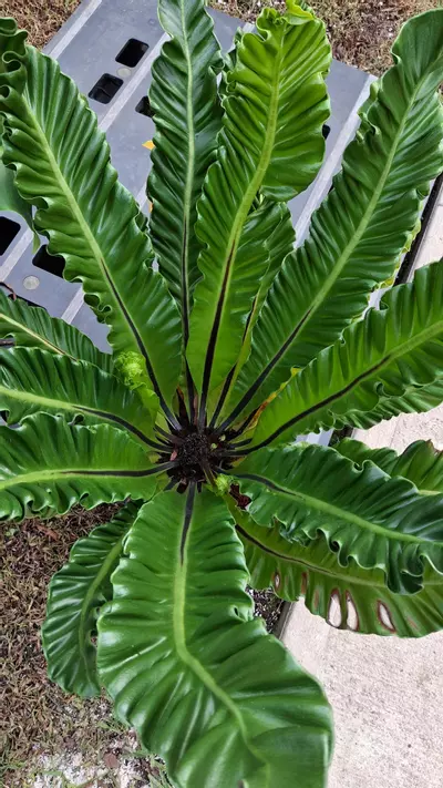 plant/XXL Cobra Fern-0-thumbnail