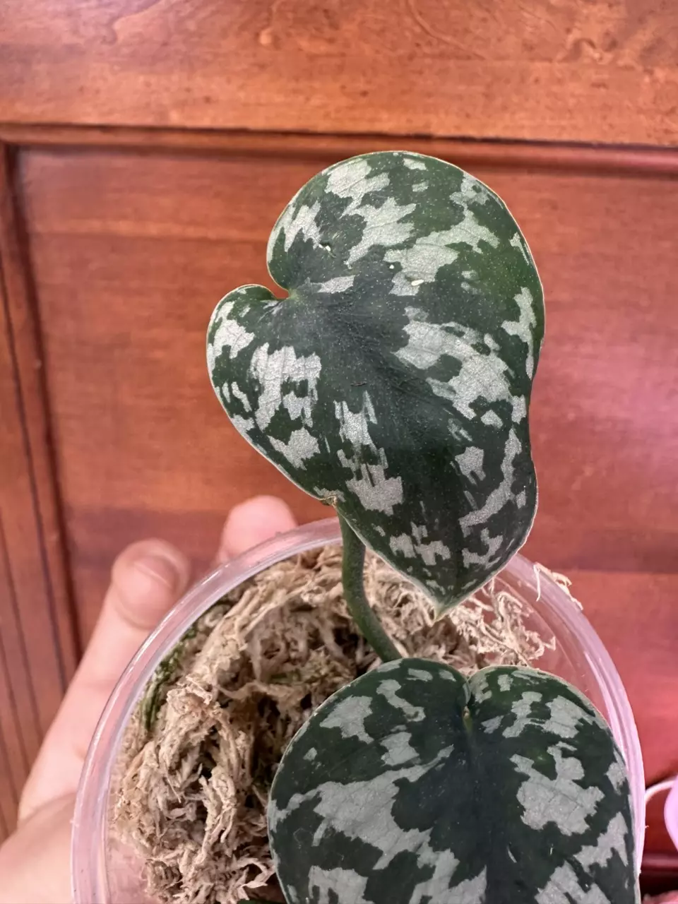 plant/Scindapsus NOID (Mayari?)-3