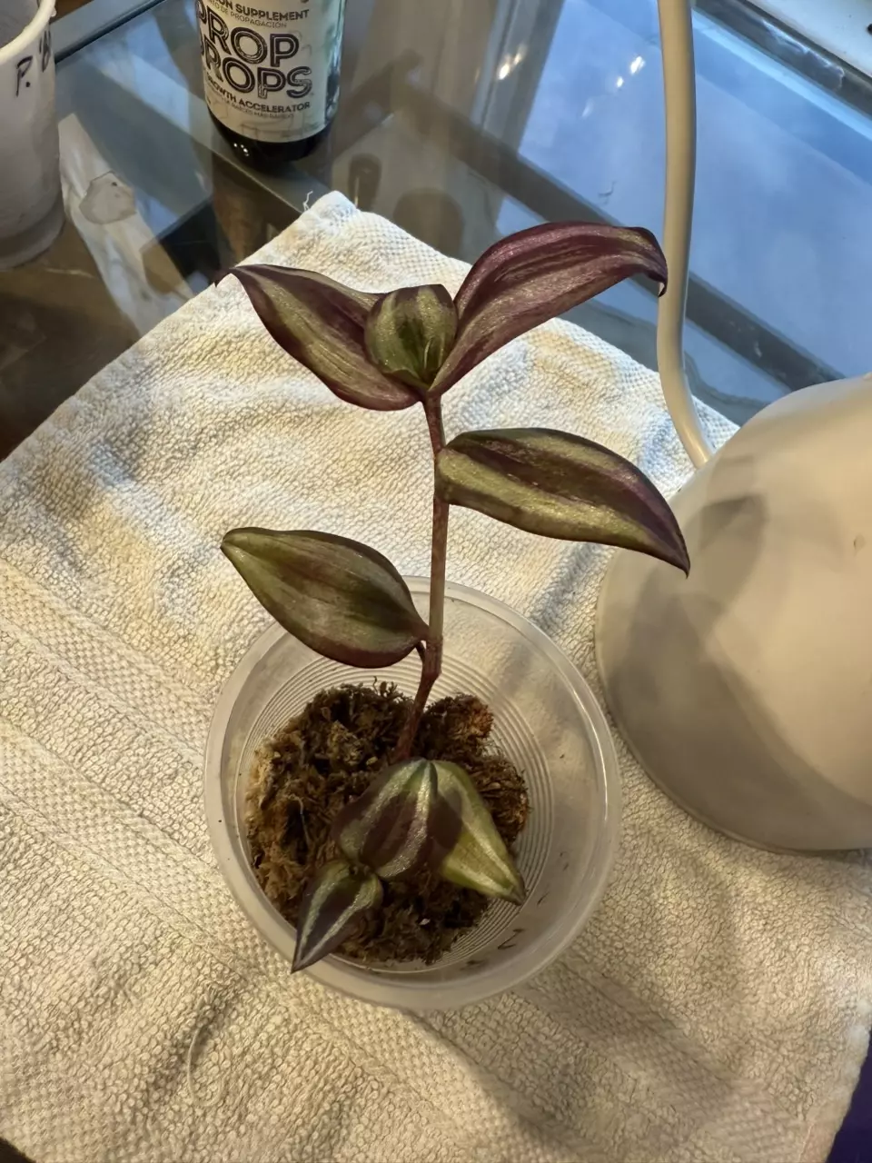 plant/Purple tradescantia zebrina rooted cutting-0