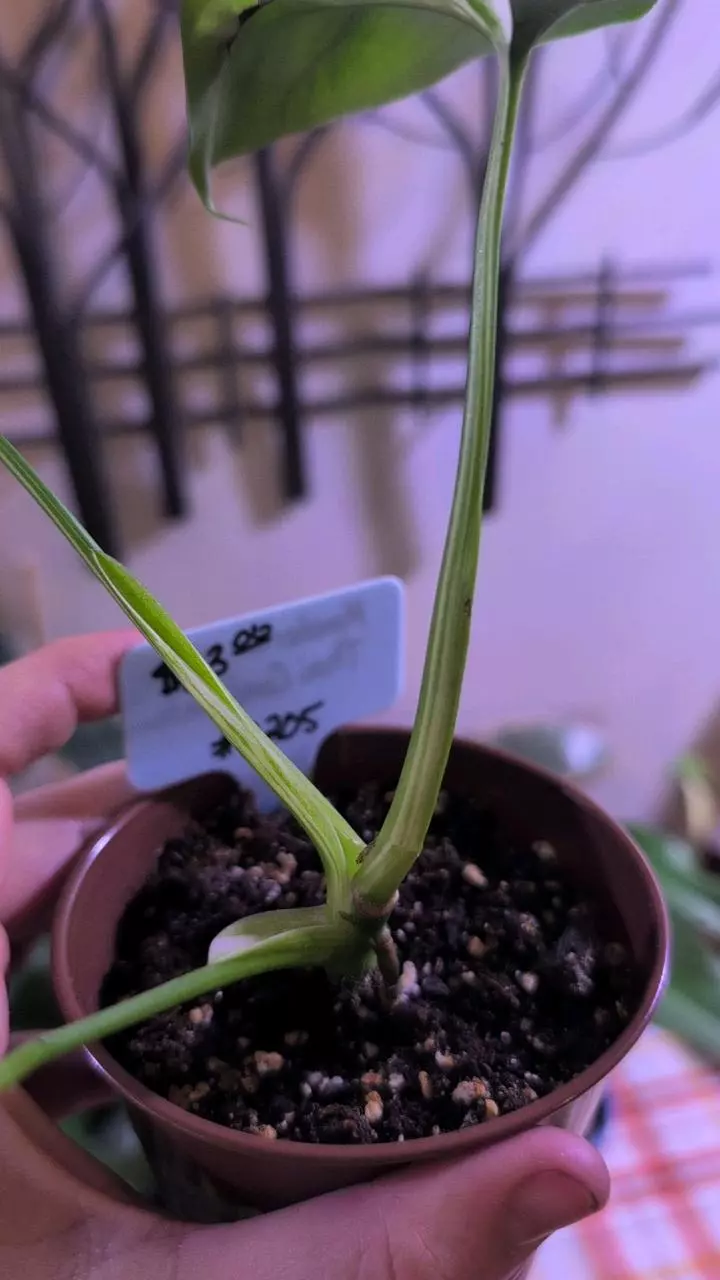 plant/Monstera Thai Constellation-1